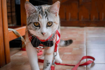 Beautiful feline cat at home. Domestic animal. Grey, orange and white female cat sitting seen from...