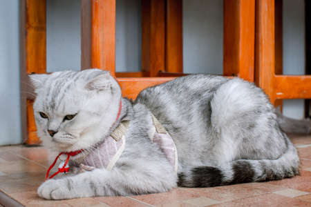 Fluffy gray beautiful adult cat, breed scottish-fold, very close up portrait Beautiful feline cat at home.の写真素材