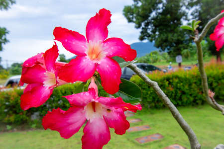 Closeup of The single Desert Rose. Adenium obesum or Impala lily or Mock azalea or Desert rose or Sabi star flower. Adenium or desert rose flower.の写真素材