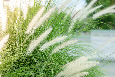 Grass flowers on the roadside. flowers in autumn of a tall grass species. Grass on the roadside in the evening sunshine. white background. Green background.の写真素材