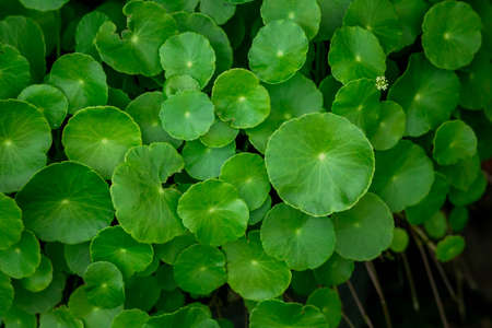 Fresh green leaf. Gotu kola. Centella Asiatica. Beautiful background of Centella asiatica, Herbs help to heal inflammation. selective focus.の写真素材