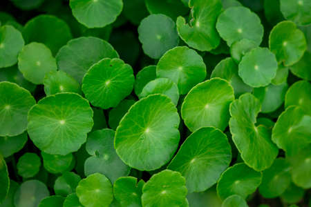 Fresh green leaf. Gotu kola. Centella Asiatica. Beautiful background of Centella asiatica, Herbs help to heal inflammation. selective focus.の写真素材