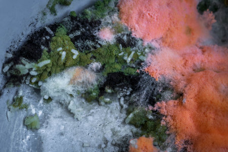 Orange moldy rice in the pot, Spoiled rice ,fungus in rice. It is rotten and has a bad smell.spores will germinate, forming thread like cells called hyphae. green moldy rice.の写真素材