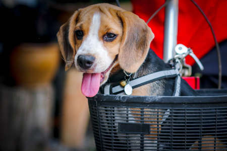 Happy one beagle dog in a collar with a is sit down on the bicyclist. Small beagel.の写真素材