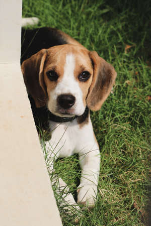 Purebred beagle puppy lying on the grass in the outdoor garden. dog beagle on the walk in the park outdoor.の写真素材