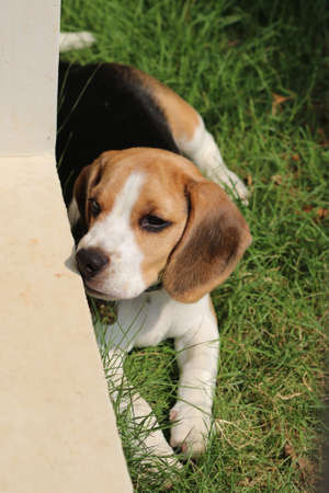 Purebred beagle puppy lying on the grass in the outdoor garden. dog beagle on the walk in the park outdoor.の写真素材