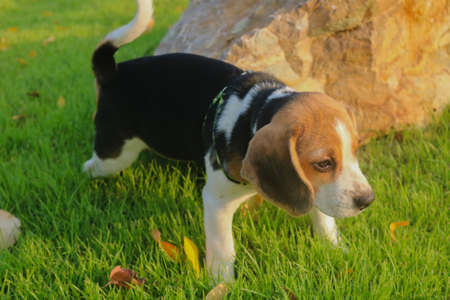 Purebred beagle puppy lying on the grass in the outdoor garden. dog beagle on the walk in the park outdoor.の写真素材
