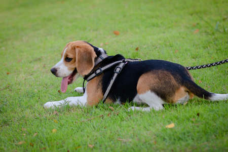 Purebred beagle puppy lying on the grass in the outdoor garden. dog beagle on the walk in the park outdoor.の写真素材