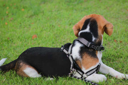 Purebred beagle puppy lying on the grass in the outdoor garden. dog beagle on the walk in the park outdoor.の写真素材