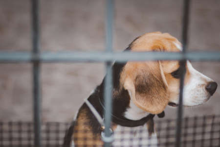 Blurred of beagle dog. Beagle dogs sitting behind gate and waiting for owner at house leak.の写真素材