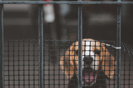 Blurred of beagle dog. Beagle dogs sitting behind gate and waiting for owner at house leak.の写真素材