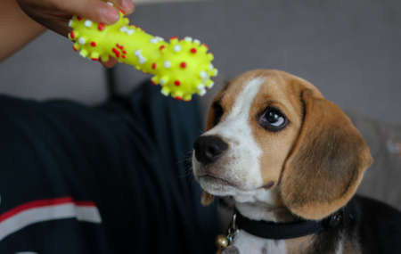 Lovely beagle puppy. Cute beagle puppy lying on the sofa. Beagle dog with a toy.の写真素材