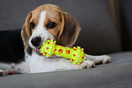 Cute beagle puppy lying on the sofa. Beagle dog with a toy.の写真素材