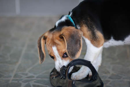 beagle cute dog bite shoes and sitting on the floor.の写真素材
