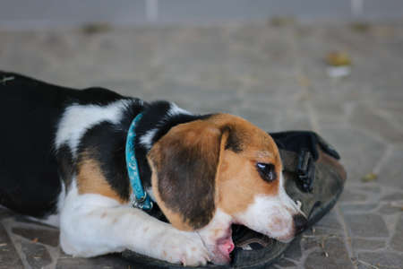beagle cute dog bite shoes and sitting on the floor.の写真素材