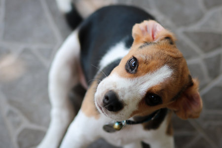 Lovely beagle puppy.の写真素材