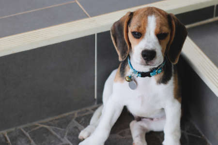 Lovely beagle puppy.の写真素材