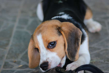 beagle cute dog bite shoes and sitting on the floor.の写真素材