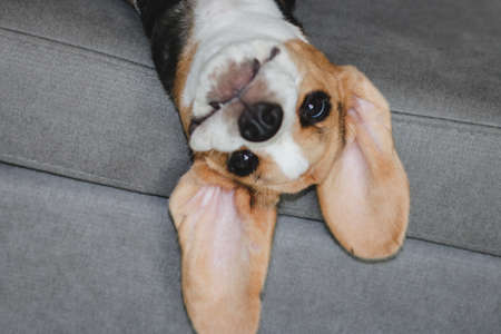 Cute beagle puppy sleeping at home on the sofa. Cute dog portrait, sellective focus, blurred backgroundの写真素材
