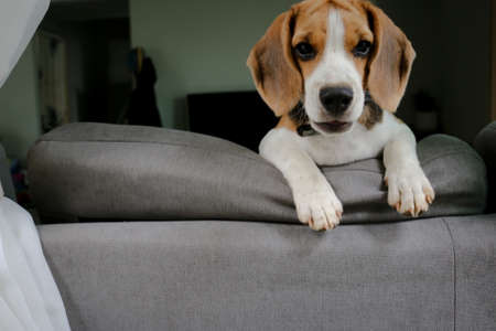 Cute beagle puppy peeking out the window.の写真素材