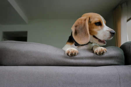 Cute beagle puppy peeking out the window.の写真素材
