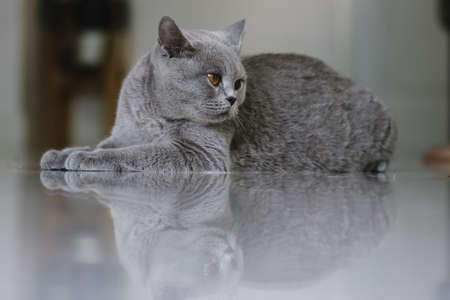 British shorthair cat. A beautiful domestic cat is resting in a light blue room, a gray Shorthair cat with yellow eyes looking at the camera.の写真素材