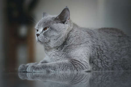 British shorthair cat. A beautiful domestic cat is resting in a light blue room, a gray Shorthair cat with yellow eyes looking at the camera.の写真素材