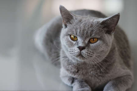 British shorthair cat. A beautiful domestic cat is resting in a light blue room, a gray Shorthair cat with yellow eyes looking at the camera.の写真素材