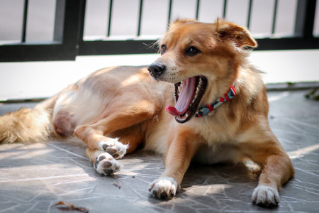 Dog yawning with big open mouth and mouth wide open showing tongue. Funny dog yawning. dog brown.の写真素材