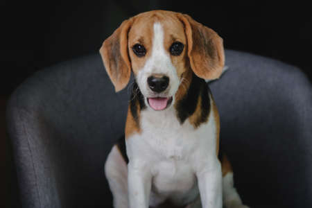 Lovely beagle puppy. Cute beagle puppy lying on the chair.の写真素材