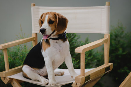 Lovely beagle puppy. Cute beagle puppy lying on the chair.の写真素材