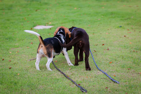 Beagles and Labrador dogs walk in an outdoor park.
Cute Beagles and Labrador puppies playing on green grass.の写真素材