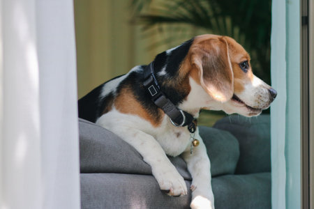 Cute beagle puppy peeking out the window.の写真素材