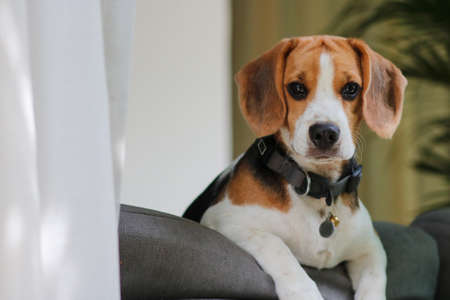 Cute beagle puppy peeking out the window.の写真素材