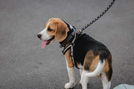 Beagle dog walks in an outdoor park.の写真素材