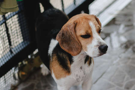 Unhappy young beagle dog stay on under rain, portrait of sad soaked animal. beagle puppy wet in the rain.の写真素材