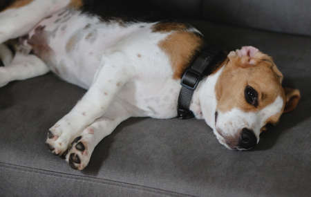 Cute Beagle puppy on sofa indoors. Adorable pet. Beagle dog sleeping on sofa.の写真素材
