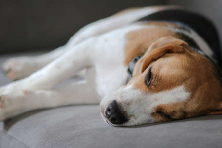Beagle dog sleeping on sofa. Cute Beagle puppy on sofa indoors. Adorable pet. Beagle dog sleeping on sofa.の写真素材