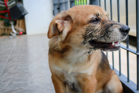 Puppy that just played in the mud sitting in the cage.の写真素材