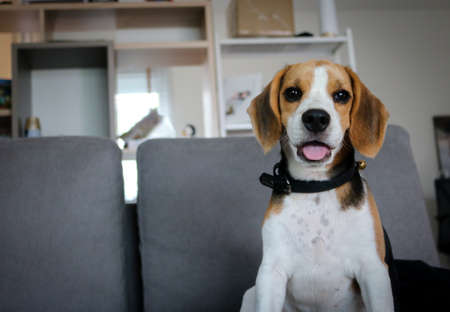 Cute beagle puppies. cute beagle puppy sitting on the sofaの写真素材