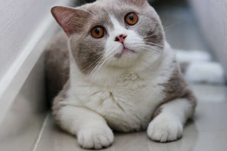 Cute British Shorthair cat, indoor shot. looking at the camera.の写真素材