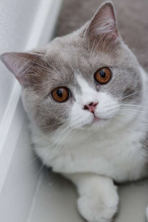 Cute British Shorthair cat, indoor shot. looking at the camera.の写真素材