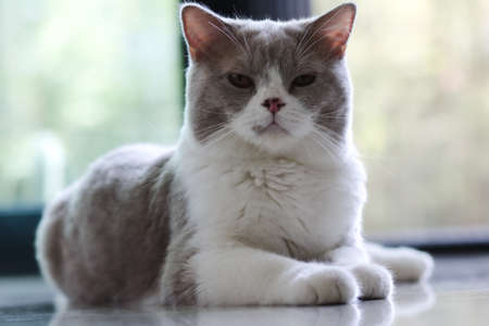 Cute British Shorthair cat, indoor shot. looking at the camera.の写真素材