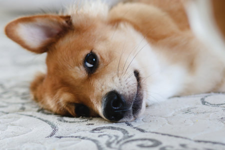 Soft focus. Beautiful puppy dog in white bed. Baby animals.の写真素材