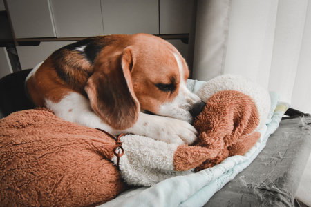 Beagle puppy bite dolls on a bed. Cute Beagle dog . sleeping beagle with dolls.の写真素材