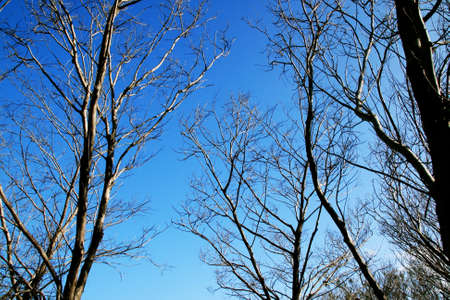 Empty leaf in blue skyの写真素材