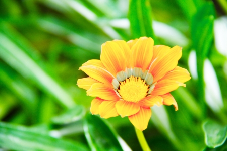 Close up a beautiful yellow flower in a gardenの写真素材