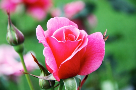 Beautiful pink rose in a gardenの写真素材