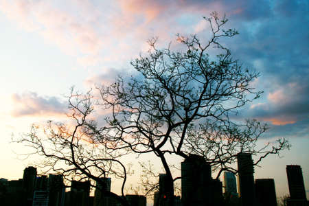 Illustration of tree and city during sundownの写真素材