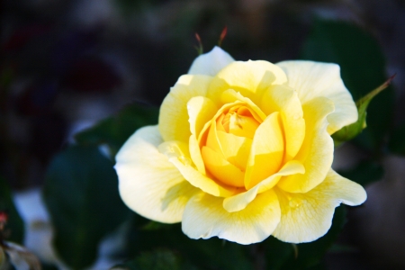 Close up yellow rose in a gardenの写真素材